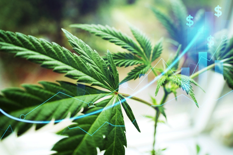 Cannabis Excise Sales Tax Collections
