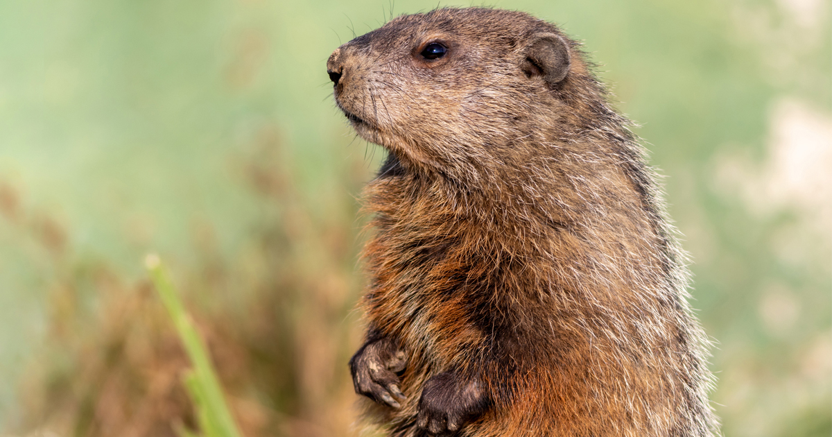 Photo: Groundhog